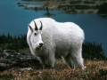 Mountain Goat