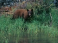 Black Bear -2