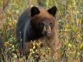 Black Bear-3