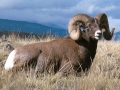 Bighorn Sheep