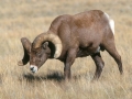 Bighorn Sheep