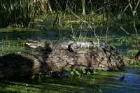 American Alligator -1