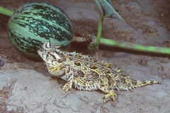 Texas Horned Lizard - 2
