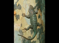Clark's Spiny Lizard