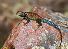 Mountain Spiny Lizard