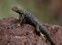 Western Fence Lizard