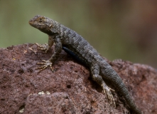 Western Fence Lizard