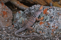 Collared Lizard