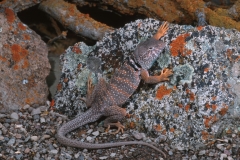 Collared Lizard