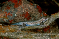 Northern Sagebrush Lizard