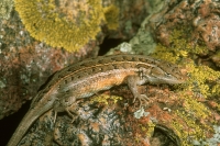 Bunch Grass Lizard