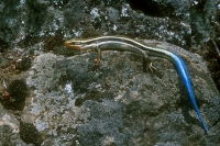 Western Skink