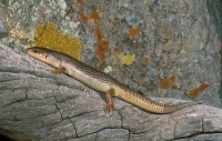 Great Plains Skink