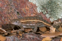 Striped Plateau Lizard