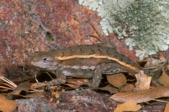 Striped Plateau Lizard