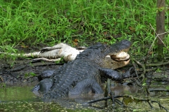 American Alligator - 2