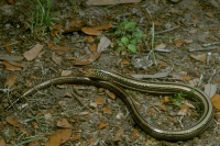 Western Slender Glass Lizard