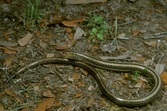 Western Slender Glass Lizard