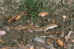 Sonoran Spotted Whiptail - 2