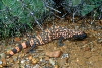 Gila Monster - 1