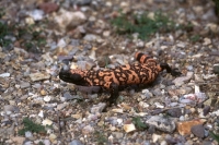 Gila Monster - 2