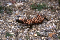 Gila Monster - 2