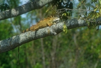 Common Iguana