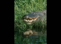American Alligator - 3