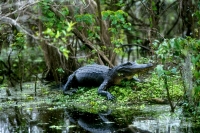 American Alligator - 4