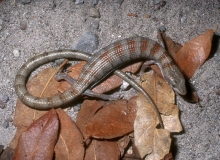 Madrean Alligator Lizard