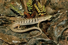 Southern Alligator Lizard