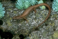 Northern Alligator Lizard