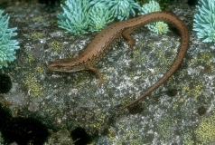 Northern Alligator Lizard
