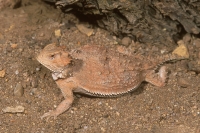 Regal Horned Lizard