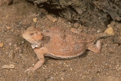 Regal Horned Lizard