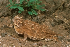 Texas Horned Lizard - 1