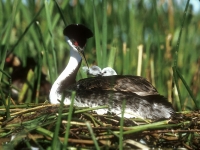 Western Grebe