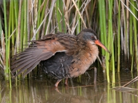 Virginia Rail