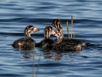 Pied-billed Grebe juveniles