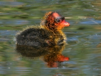 American Coot chick