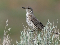 Sage Thrasher