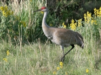 Greater Sandhill Crane