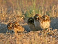 Burrowing owlets