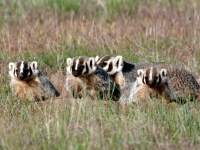 Badger family