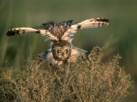 Short-eared Owl