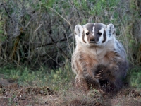 Large male badger adult