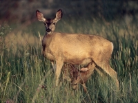 Mule deer doe & fawns