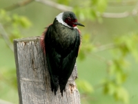 Lewis' Woodpecker