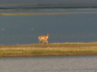 Pronghorn