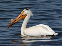 White Pelican